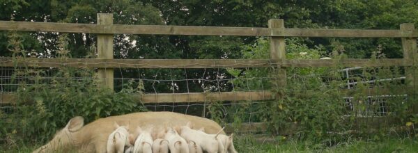 Preview: When Pigs Escape – the touching story of Matilda and her piglets to screen in Bristol this weekend