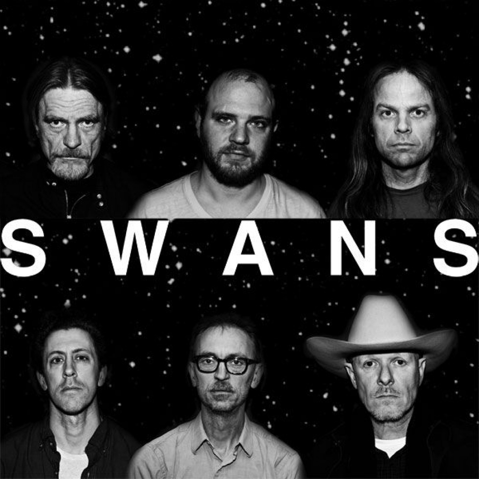 swans